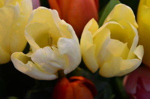 Если мы купим тюльпаны в цветочном магазине, они обычно будут красиво декорированы и очищены от загрязнений